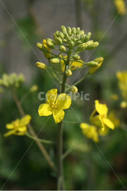 유채꽃,봄,봄날,봄풍경,감성,spring,flower,공원,풍경,식물,새싹,잎,초록,꽃,노란색,봄,계절,spring,season,식물,자연,plants,nature,꽃,flower,plant