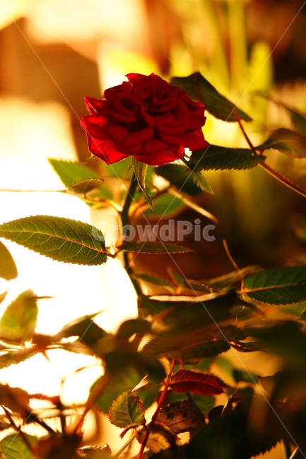 장미,꽃,조명,붉은색,나뭇잎,아웃포커스,식물,자연,plants,nature,꽃,flower