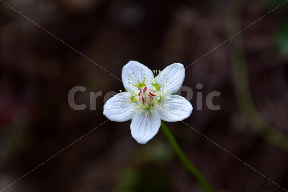 물매화,립스틱물매화,가을,야생화,강원도,꽃,식물,식생,자연,생태,식물,자연,plants,nature,꽃,flower