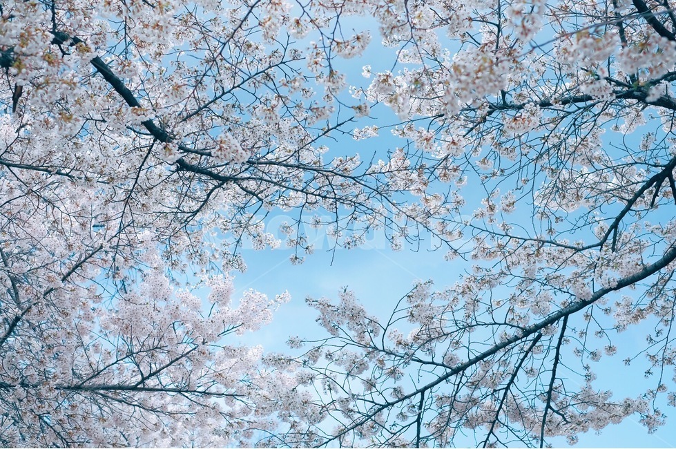 벚꽃,꽃,하늘,봄,풍경,봄,계절,spring,season,식물,자연,plants,nature,꽃,flower,감성,sensible,feeling,색깔,색상,색채,색감,color sense,color sensitivity,feeling of color,plant,blossom
