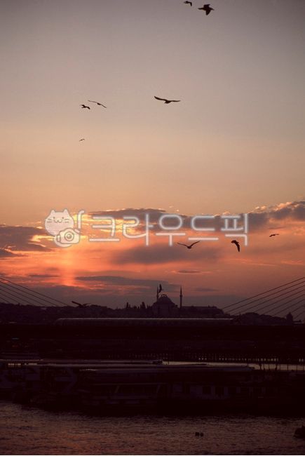 터키,이스탄불,갈라타다리,해질녘,일몰,노을,갈매기,새,동물,자연,실루엣,휴가,바다,필름,아날로그,빈티지,감성,필름감성