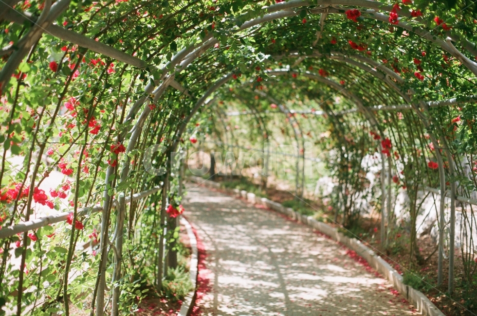 터널,장미,장미터널,장미덩쿨,덩쿨,통로,덤불,필름,식물,자연,plants,nature,꽃,flower