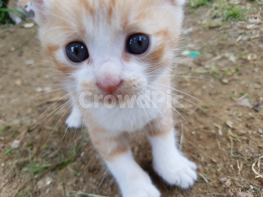 새끼고양이,길고양이,아기고양이,cat,고양이,동물,animal,포유류,mammal,고양이,cat,kitten,kitty