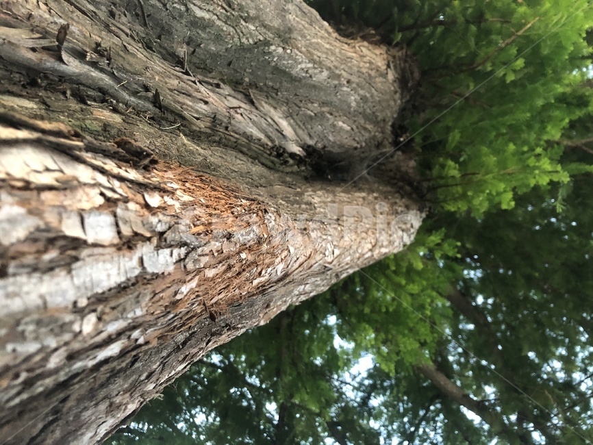 tree,나무,plant,식물,treetrunk,자연,나무줄기,감성,원근감,초록,여름,나무,trees,wood