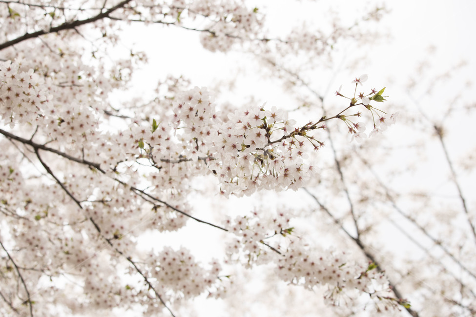 자연풍경,봄,벚꽃,우이천,식물,봄,계절,spring,season,식물,자연,plants,nature,꽃,flower,plant,blossom,cherry blossom