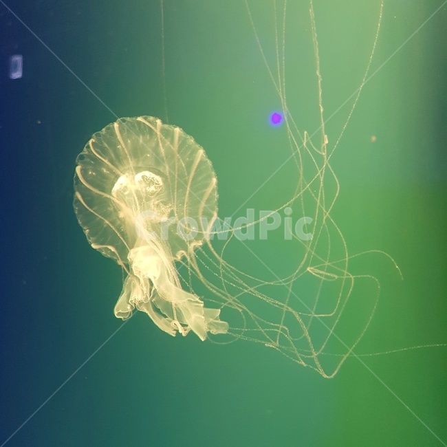 해파리,바다,심해,감성,독특함,빛,동물,해양생물,몽환적인,바다생물,seacreature,feeling,color,동물,animal