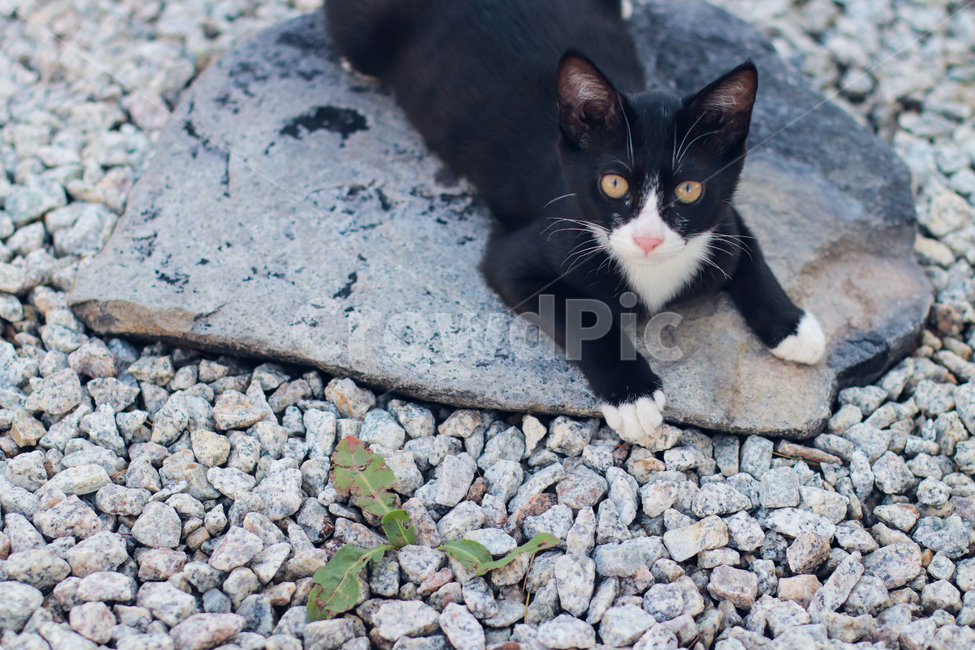 고양이,animal,동물,pet,cat,blackcat,검은고양이,네로,귀여움,cute,시선,바라봄,동물,animal,포유류,mammal,고양이,cat,kitten,kitty