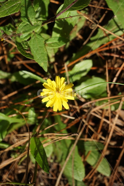 plant,식물,꽃,자연,flower,식물,자연,plants,nature