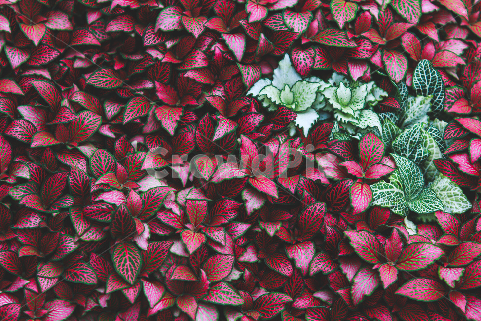 식물,나뭇잎,다름,red,green