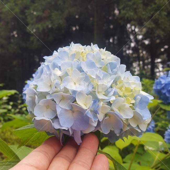 수국화,꽃,풀,하늘색,푸르른