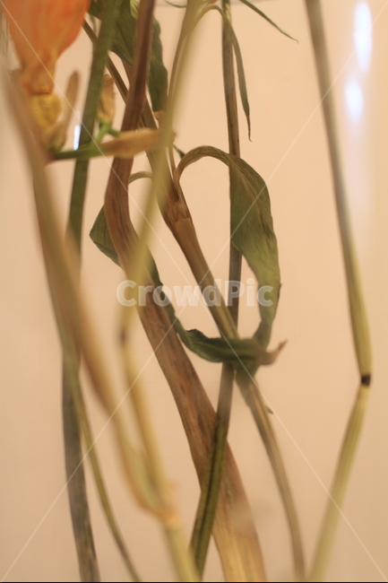 드라이플라워,꽃,줄기,노랑,접사,감성,식물,자연,plants,nature,꽃,flower,실내용화초,화분,화초,house plant,인테리어,실내디자인,interior design