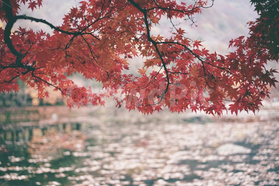 가을,단풍,물,감성,필름,가을,계절,fall,autumn,season,식물,자연,plants,nature,감성,sensible,feeling,plant,leaf,잎,tree,나무