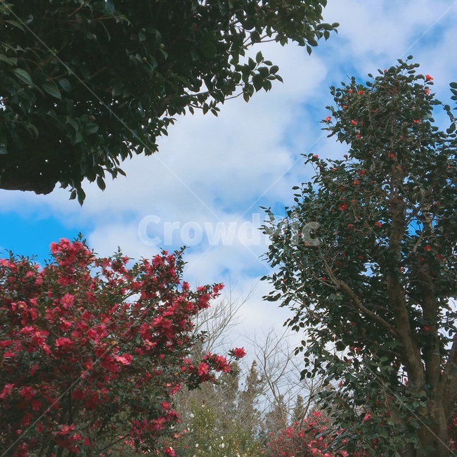 tree,나무,plant,식물,하늘,sky,pink,green