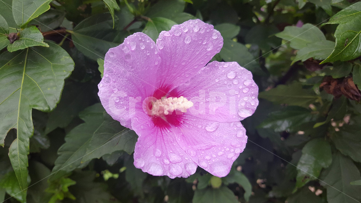 봄,식물,꽃,근접,flower