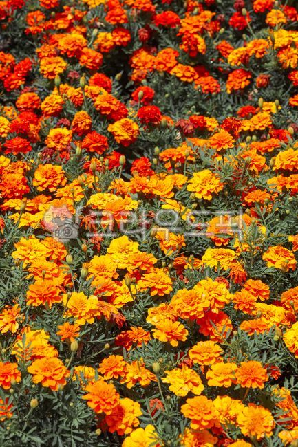 Cheonsu Guk,marigold,marigold flower,plant,flower garden,flower