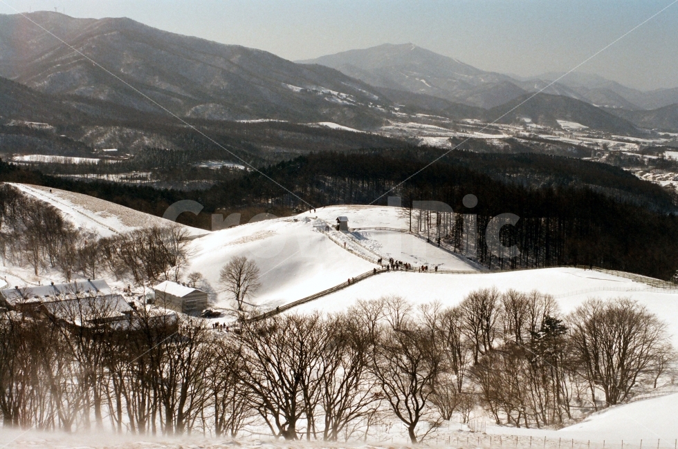 겨울,눈,12월,목장,언덕,들판,눈보라,필름,겨울,계절,winter,season,자연,풍경,nature,landscape,한국자연풍경,한국자연경관,korea nature landscape,outdoors,옥외,plant,식물,tree,나무,mountain,산