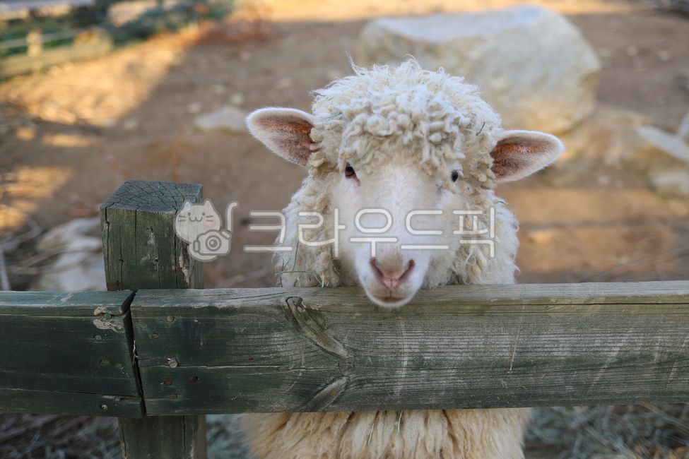 sheep, 양, 동물, 가축, animal, 사진,이미지,일러스트,캘리그라피 - gyualbum작가