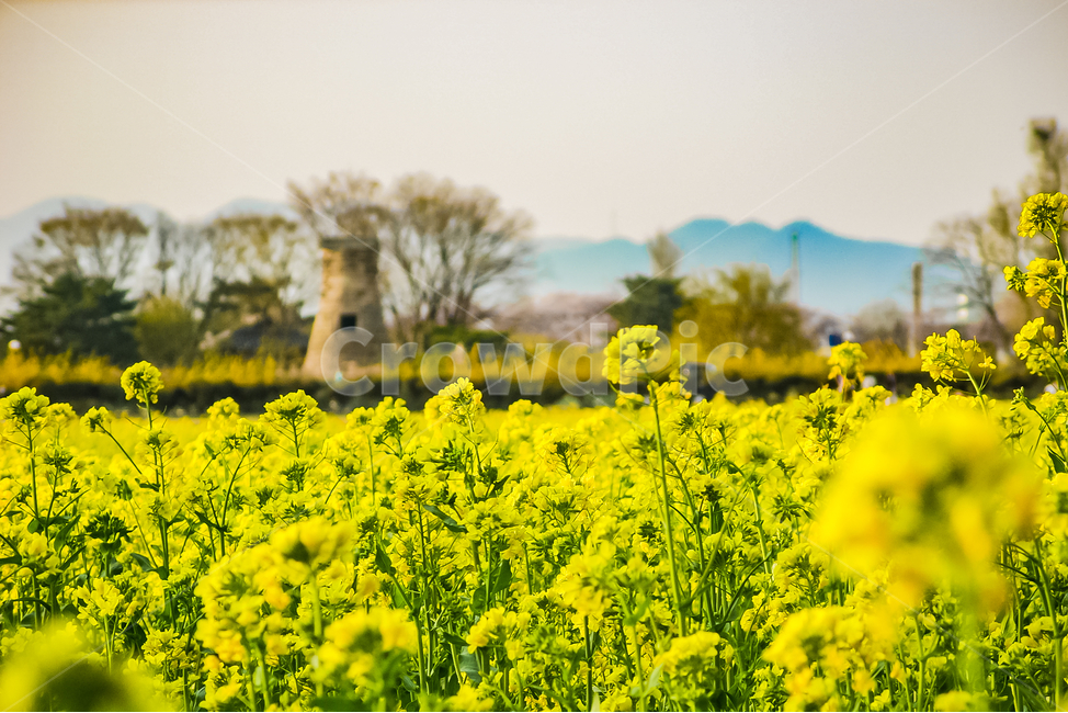 outdoors,grassland,목초지,들,nature,자연,유채꽃,벚꽃,꽃밭,첨성대,랜드마크,봄,계절,spring,season,식물,자연,plants,nature,꽃,flower,field,옥외,meadow,farm,농장,rural,농촌