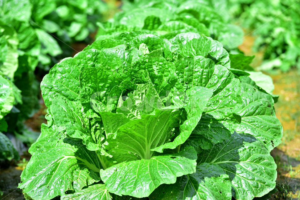 배추,배추잎,채소,김장배추,배추밭,배추농사,식물,야채,vegetable,cabbage,식물,자연,plants,nature