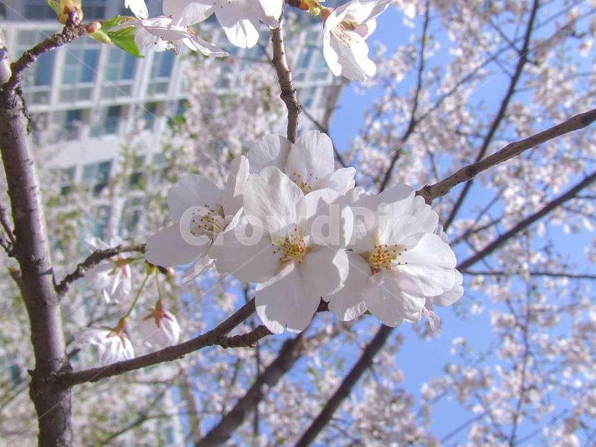 봄,벚꽃,계절,벚꽃나무,꽃놀이,꽃,나무,식물,자연,plants,nature,trees,cherryblossom,season,flowers