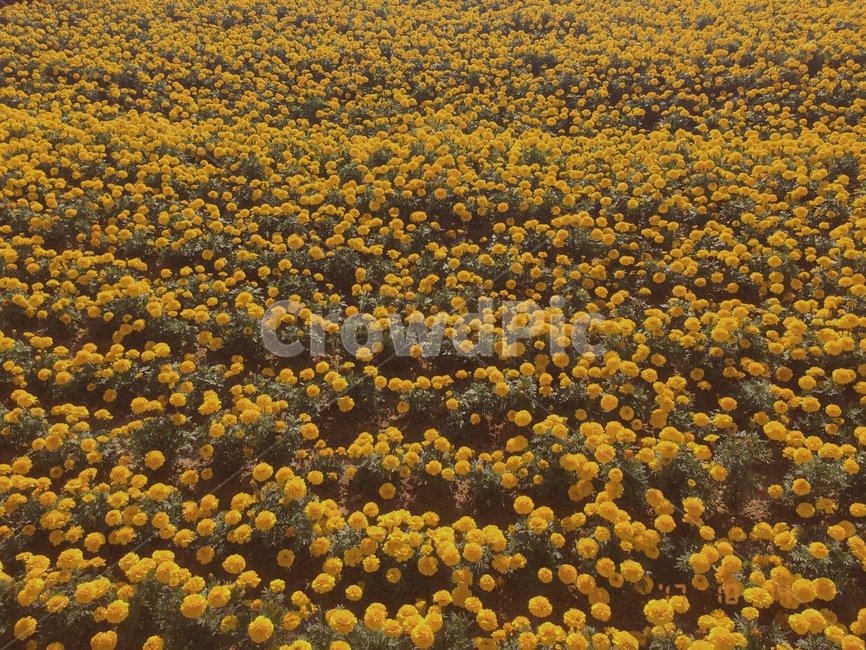 꽃,봄,노란꽃,꽃밭,유채,유채꽃,노란,노랑,식물,자연,plants,nature,꽃,flower