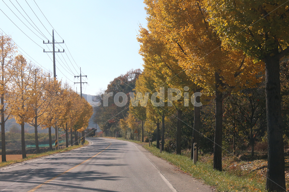 가을길,분위기,단풍,가을,노란,가을,계절,fall,autumn,season,자연,풍경,nature,landscape,tree,나무,plant,식물,road,도로