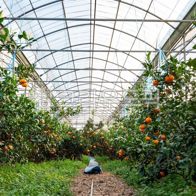 mandarin,citrus fruits,Red scent,Fruit,nature,fruit,Hallabong,Orange,food,vitamin,tangerines,orange,citrusfruit,house tangerines,Cheonhyehyang,plant,fresh,Jeju tangerines,hallabong