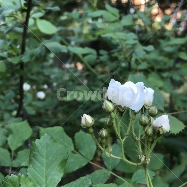 장미,백장미,Rose,꽃,흰꽃,여러해살이나무,Rosaspp,순결,사랑,관상용,향료용,삽목,나무,Tree,Flower,식물,자연,plants,nature,꽃,flower