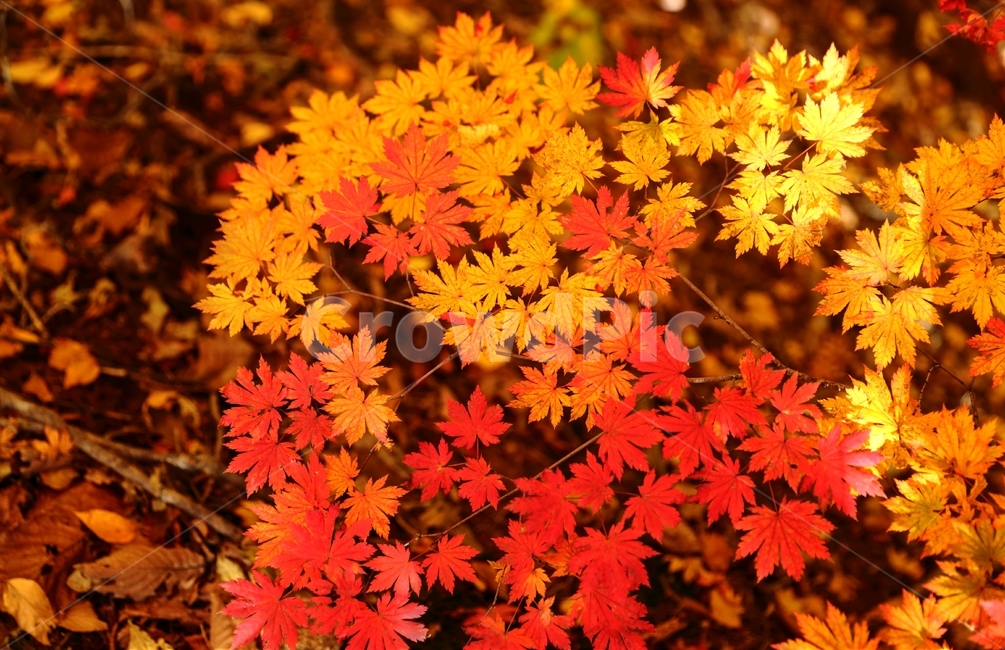 길,대관령옛길,단풍,가을,대관령,반정,가을,계절,fall,autumn,season,식물,자연,plants,nature,plant,leaf,잎