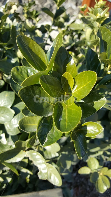 plant,식물,leaf,잎,새싹