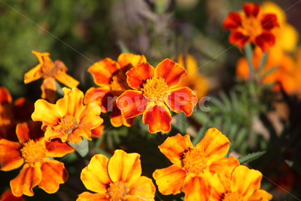 메리골드,꽃,식물,marigold,국화과,만수국,식물,자연,plants,nature,꽃,flower