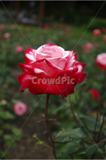 장미,꽃,식물,flower,자연,color,nature,식물,자연,plants,nature,꽃,flower