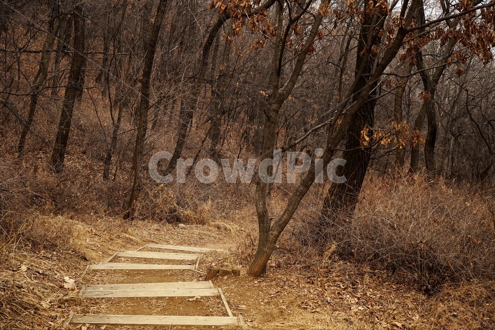 나무,자연,식물,초봄,낙엽,나무가지,landscape,nature,trees,desolation,solitary,fallenleaves,brown,branches,계단,stairs,road,길,숲길,산책로,등산로,작은길,산책길,낙옆,겨울산,trail,forest,자연,풍경,nature,landscape,bridge,다리,building,건물,boardwalk