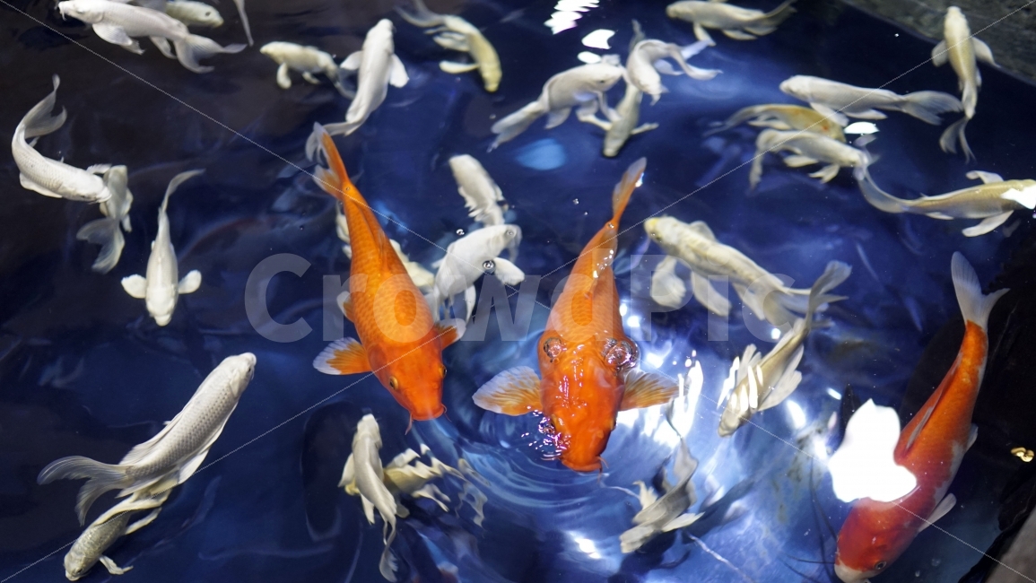 물고기,잉어,열대어,붕어,생선,어류,수족관,낙시,fish,어항,금붕어,수산,해양,바다,생물,동물,물속,바다속,바닷속,animal,수중,생명,자연,nature,물결,동물,animal,어류,물고기,fish