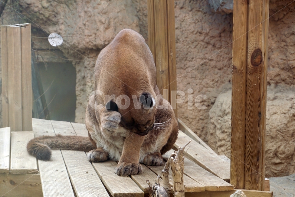 갈색,육식,동물,포유류,고양이과,여우,검은색,잡식,animal,nature,동물보호,동물원,park,animalpark,자연,야생,동물,animal,포유류,mammal
