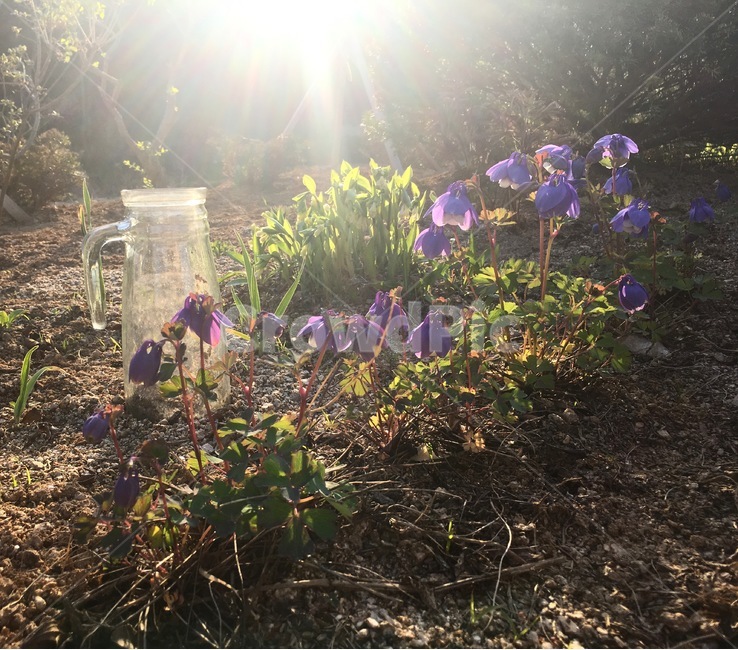 꽃,봄,봄꽃,보라색꽃,서양매발톱,봄,계절,spring,season,식물,자연,plants,nature,꽃,flower,휴식,힐링,rest,relaxation,healing,flare,플레어,light,빛