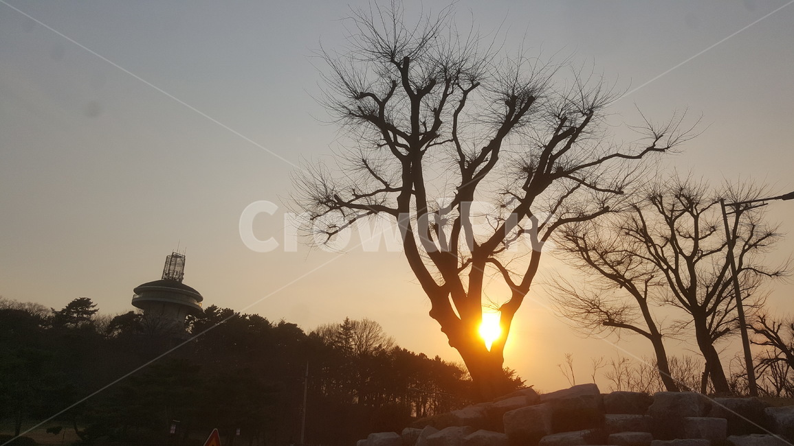 해돋이,노을,석양,나무,일과,자연,풍경,nature,landscape,outdoors,옥외,sunlight,햇빛