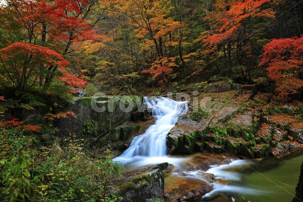 leaf,잎,tree,나무,maple,water,nature,자연,outdoors,옥외,stream,흐름,plant,식물,강원도,인제,방태산,방태산폭포,방태산가을,폭포,가을,추색,단풍,단풍잎,낙엽,만추,물흐름,계곡,가을,계절,fall,autumn,season,자연,풍경,nature,landscape