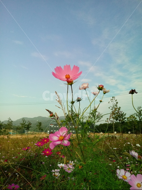 꽃,식물,plant,flower,코스모스,식물,자연,plants,nature,꽃,flower