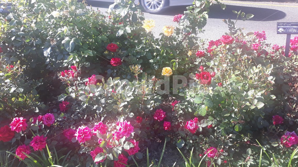 여름,장미,꽃,꽃배경,야생장미