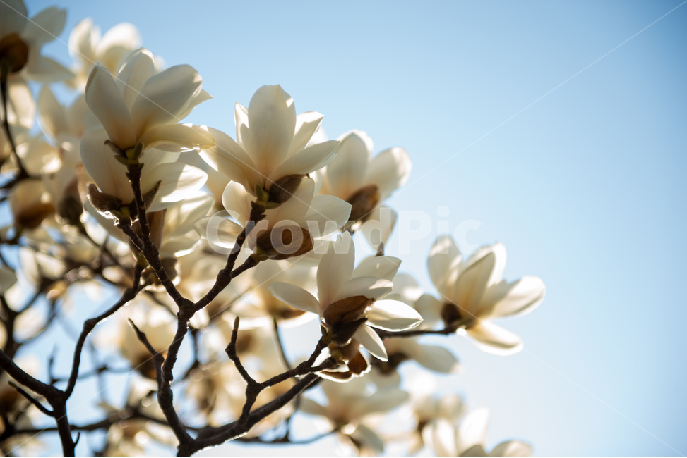 plant,식물,blossom,flower,꽃,목련,magnolia,spring,봄
