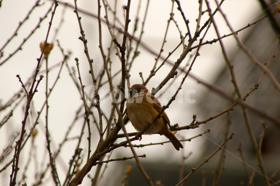 조류,참새,bird,새,animal,동물,sparrow,조류,새,birds