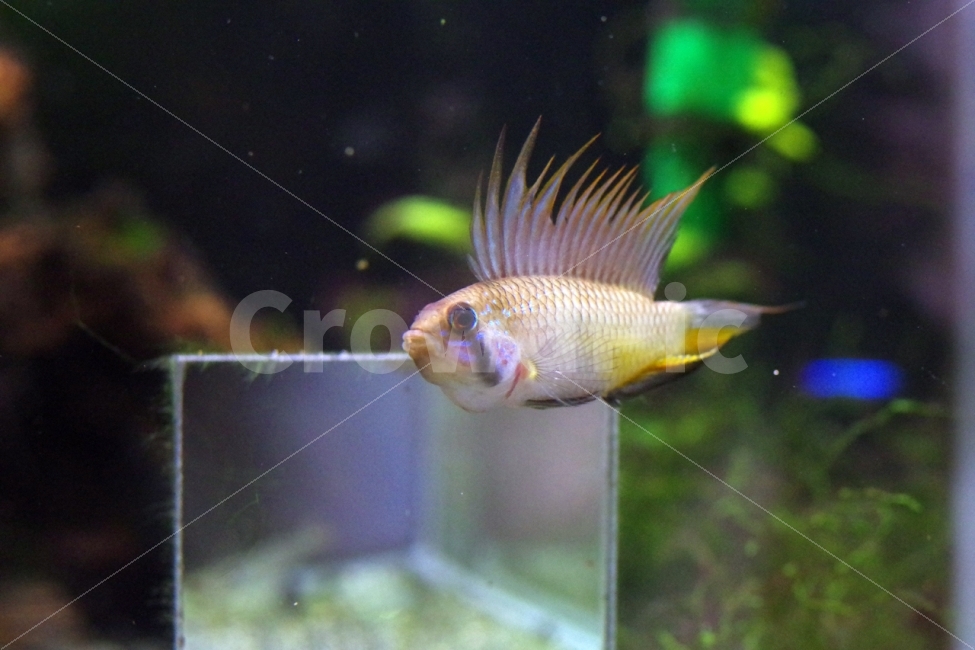 	열대어,관상어,apistogramma,아피스토그라마,tropicalfish,동물,animal,어류,물고기,fish