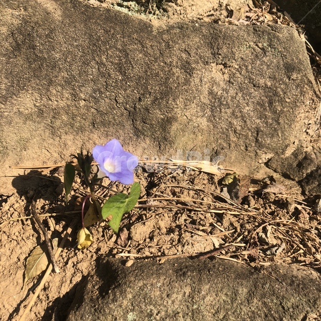 ground,바닥,plant,식물,꽃,들꽃,flower,식물,자연,plants,nature,꽃,flower