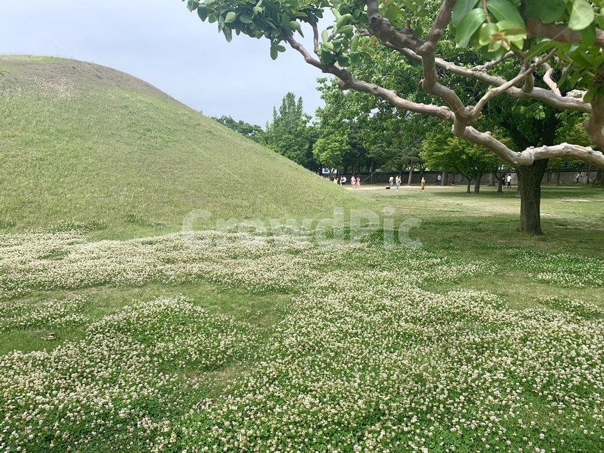 자연,경주,왕릉,목초지,들,풀,나무,field,자연,풍경,nature,landscape