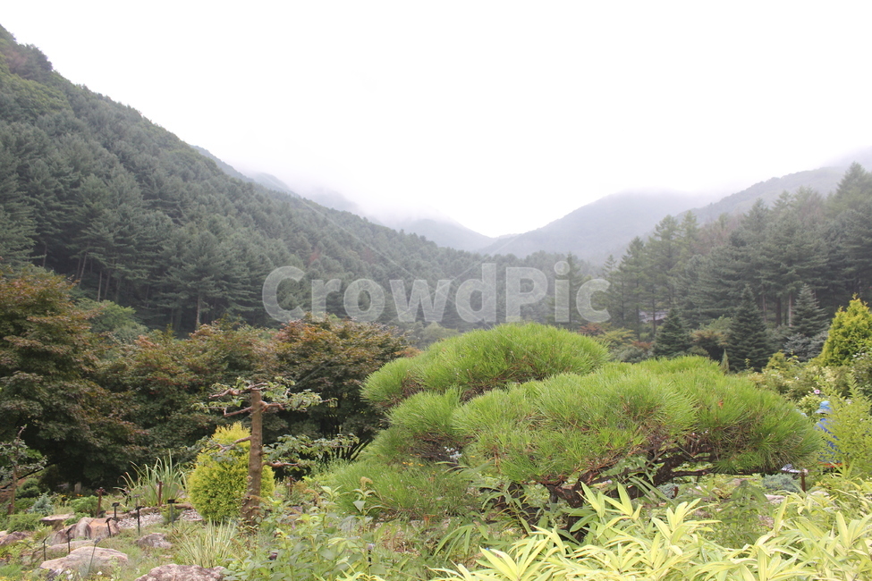 자연,바다,경관,나무,산,자연,풍경,nature,landscape,slope,경사,outdoors,옥외