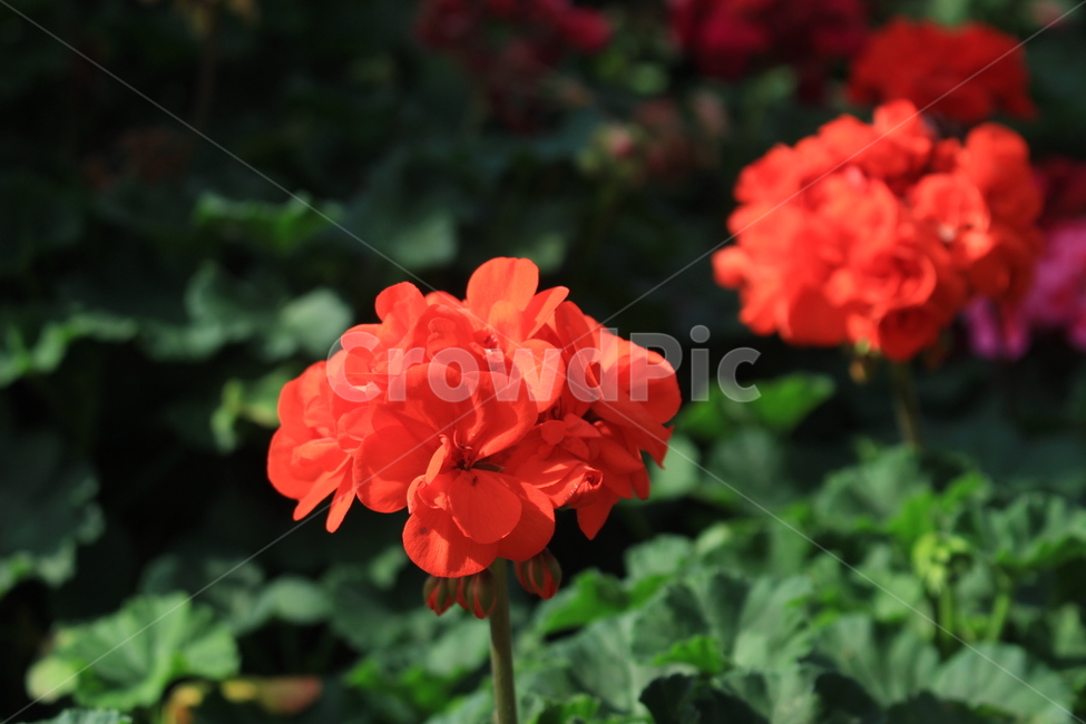 빨간꽃,붉은꽃,제라늄,대비,꽃밭,원근감,식물,자연,plants,nature,꽃,flower