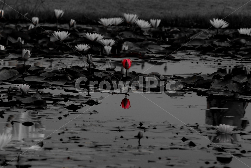 연꽃,수련,반영,흑백,꽃,연못,식물,자연,plants,nature,꽃,flower,흑백,모노톤,monochrome,black and white