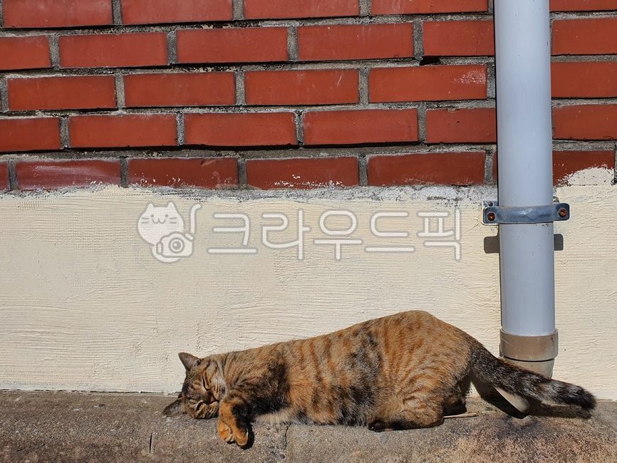 rest,cute,Pets,Korean Shorthair,stray cat,mammal,cat,nose short,animal,sleepy,nap,mammalia,pet,lying down