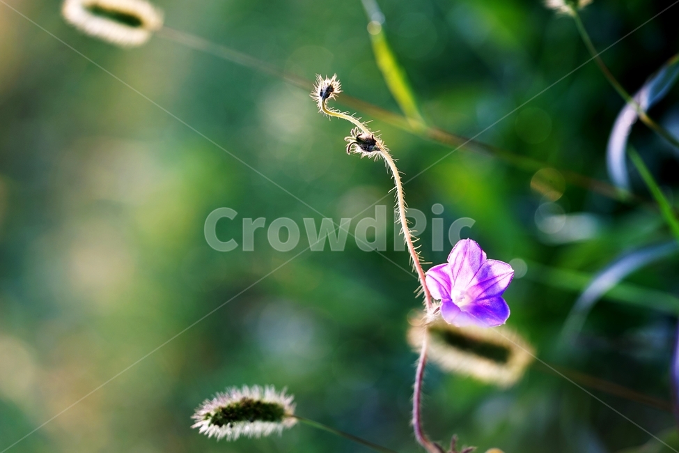 강아지풀,야생화,풀,식물,아침이슬,가을,식물,자연,plants,nature,꽃,flower